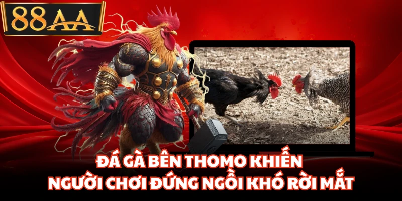 Đá Gà Bên Thomo Khiến Người Chơi Đứng Ngồi Khó Rời Mắt