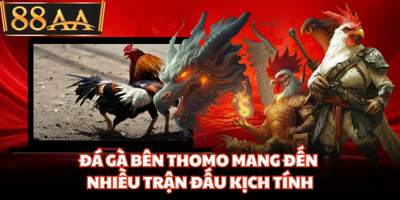Đá gà bên Thomo mang đến nhiều trận đấu kịch tính